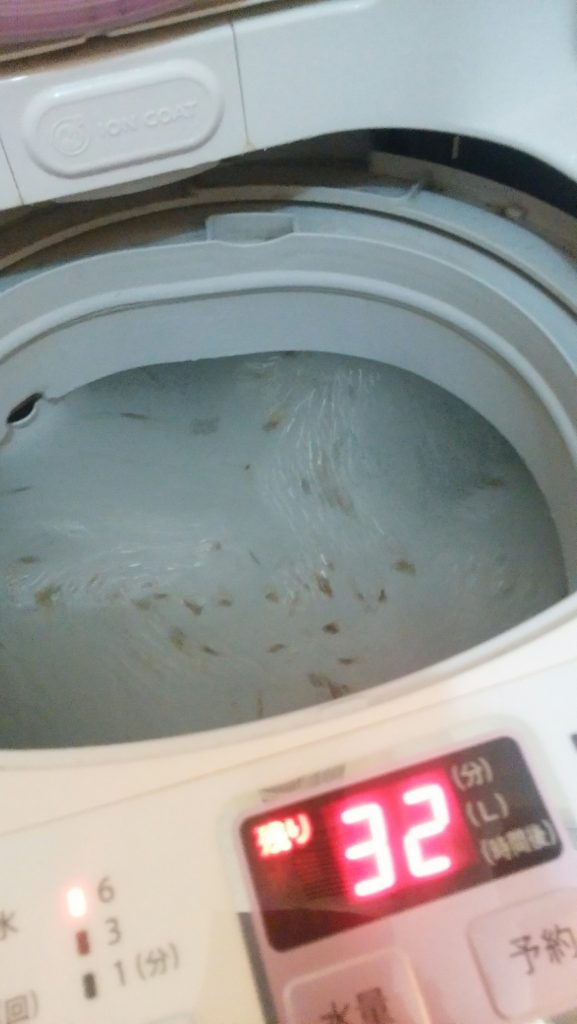 洗濯機掃除9